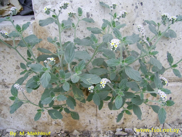 Heliotropium hirsutissimum Grauer.